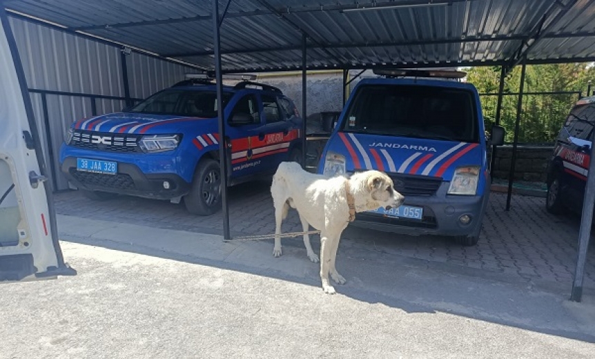Kayseri'de köpeği otomobile bağlayarak çeken şahsa ceza