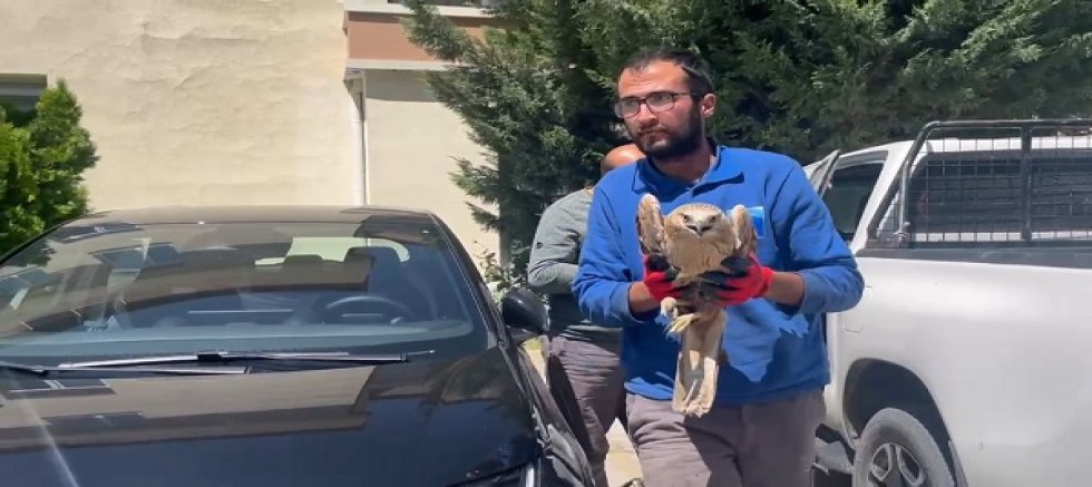 Erciyes A.Ş.'nin Ekipleri, Erciyes'te Yaralı Şahini Kurtardı