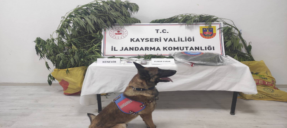 Kayseri'de 7 kök kenevir ve 550 gram uyuşturucu madde ele geçirildi