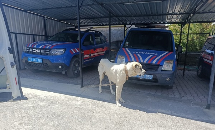 Kayseri'de köpeği otomobile bağlayarak çeken şahsa ceza