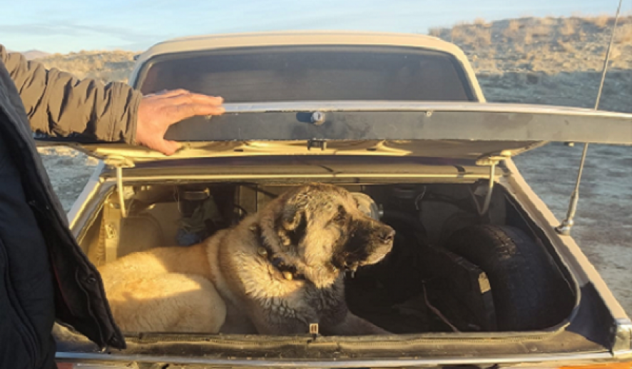 Kayseri'de köpek dövüştüren 8 kişi gözaltına alındı
