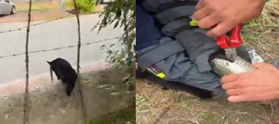 Kayseri Hacılar'da kafası konserve kutusuna sıkışan kediyi itfaiye kurtardı
