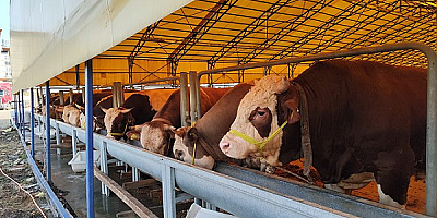 Acemi kasaplar dikkat, bayramınız kanlı bayrama dönüşmesin