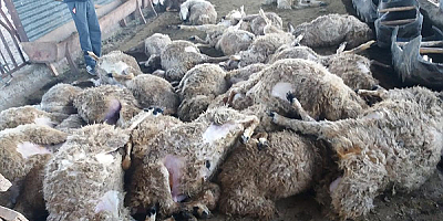 Ağıla giren kurt 59 koyunu telef etti