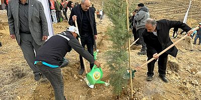  Ali Dağına 1.111 fidan dikildi