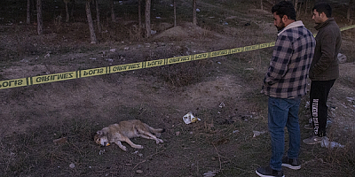 Ankara'da tüfekle vurulmuş 4 köpek ölüsü bulundu