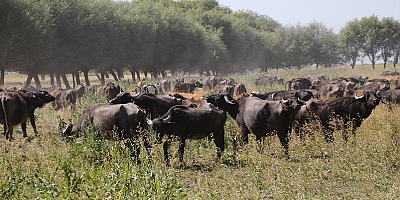Annesinin düğün hediyesi 