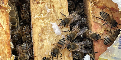 Arı ölümlerinin önüne geçmek için yetiştiricilere takviye yem çağrısı