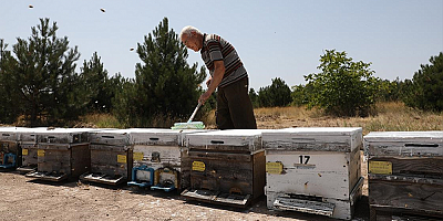 Arıcılar kovanlarını aşırı sıcaktan kireçle koruyor