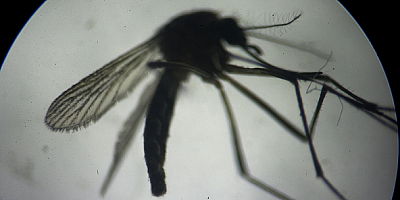 Asya kaplan sivrisineğine karşı plastik atık uyarısı