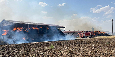 Besi çiftliğinde çıkan yangında 33 büyükbaş hayvan telef oldu