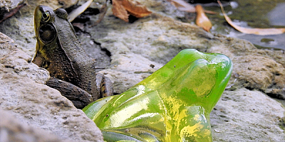 Bilim insanları cam kurbağaların nasıl saydamlaştığını keşfetti