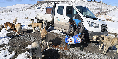 Büyükşehir Belediyesi'nden Dilsiz Dostlara Yem Desteği