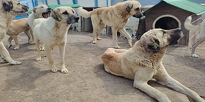 Büyükşehir'den Yeni Ve Modern Kedi Köpek Evi