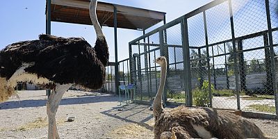 Büyükşehir Hayvanat Bahçesi’nde Deve Kuşlarında 10 Yıl Sonra Doğal Üreme Başarısı