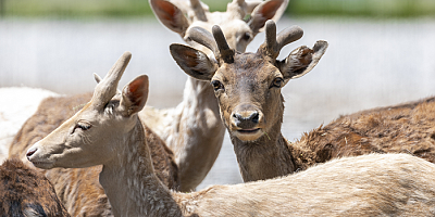 Büyükşehir'in Hayvanat Bahçesi Bayram'da Ücretsiz