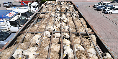 Büyükşehir'in Tarım ve Hayvancılığa Destek Tutarı 224 Milyon TL'ye Ulaştı