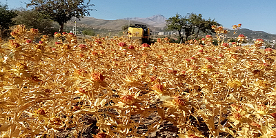 Çiftçi Belediye Talas,şimdi de aspir hasadı yaptı