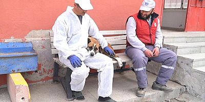 Deprem bölgelerinden getirilen köpeklere Kayseri'de bakılıyor