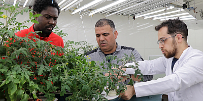  Domates genotipleri kuraklığa dayanıklılık açısından test ediliyor