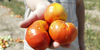 Domatesteki dolu hasarı yapay zeka ile belirlenecek