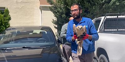 Erciyes A.Ş.'nin Ekipleri, Erciyes'te Yaralı Şahini Kurtardı