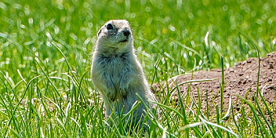 Erciyes Üniversite kampüsündeki gelengi popülasyonunun azalması üzerine bilimsel çalışma yapıldı
