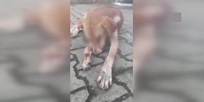 Gözleri oyuk bulunan köpek tedaviye alındı
