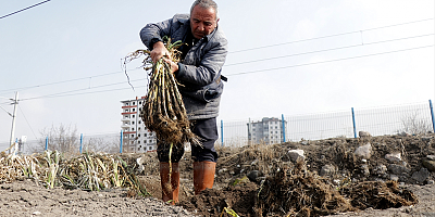 Güzün toprağa gömülen pırasalar sofraları lezzetlendiriyor
