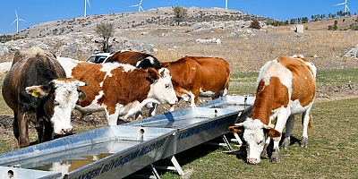 Hayvancılıkla uğraşan 9 Bin 788 Besicinin Su Faturasına 16 Milyon TL'lik Destek