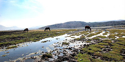 Hürmetçi Sazlığı, yılkı atlarına ve göçmen kuşlara ev sahipliği yapıyor