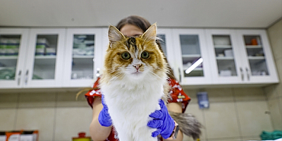 İç Anadolu'da 6 ilde 32 bin 636 evcil hayvan kayıt altına alındı