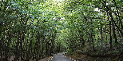 İçişleri Bakanlığı genelgesi ile orman alanlarına girişler 31 Ekim'e kadar yasaklandı