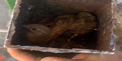 Kamelyanın içine düşen kuşu itfaiye kurtardı