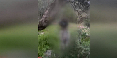 Kan donduran olay ! Bir köpek ağaca iple asılı halde bulundu