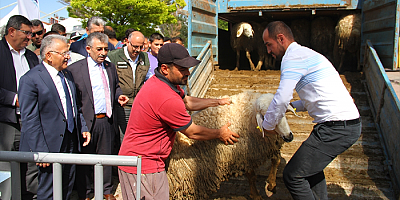 Kayseri Büyükşehir Belediyesi 3 bin 200 koyun dağıttı