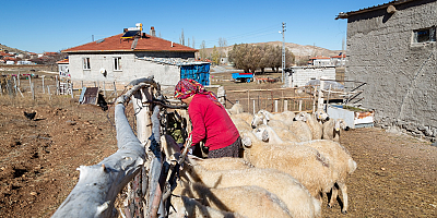 Kayseri Büyükşehir Belediyesi bu yıl 3 bin 200 küçükbaş hayvan dağıtacak