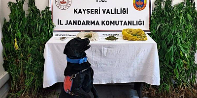 Kayseri'de 120 gr Kubar esrar, 206 kök Hint Keneviri ele geçirildi