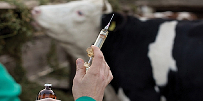 Kayseri'de 22 bin 107 hayvanın aşı masrafını belediye karşılayacak