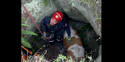 Kayseri'de 3 metrelik kuyuya düşen büyükbaş hayvan kurtarıldı