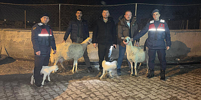 Kayseri'de 4 küçükbaş hayvanı çaldıktan sonra satan 3 şüpheli yakalandı