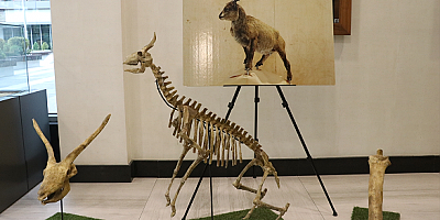 Kayseri'de 7,5 milyon yıllık fosillerin yer aldığı sergi açıldı