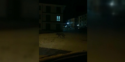 Kayseri'de aç kalan kurt ilçe merkezine indi