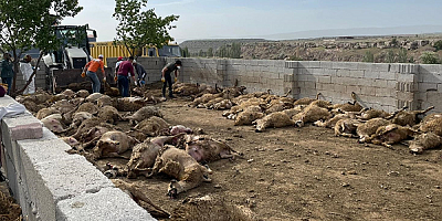 Kayseri'de ahıra giren kurtlar 170 küçükbaş hayvanı telef etti