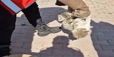 Kayseri'de ahşap makaraya sıkışan kedi kurtarıldı