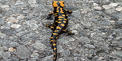 Kayseri'de Anadolu benekli semenderi görüntülendi