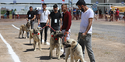 Kayseri'de Anadolu Çoban Köpekleri Güzellik Yarışması düzenlendi