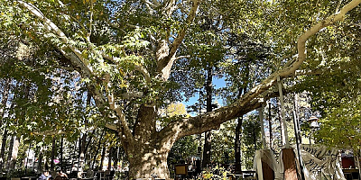 Kayseri'de Anıt Ağaç olarak tescillenen çınar 420 yıldır ayakta