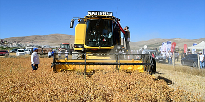 Kayseri'de aspir hasadı yapıldı