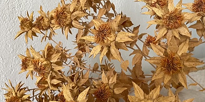 Kayseri'de aspir hasadından 200 milyon lira kazanç bekleniyor